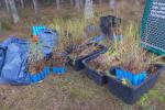 4.500 Setzlinge wollten an diesem nassen und kalten Novembertag verpflanzt werden.
